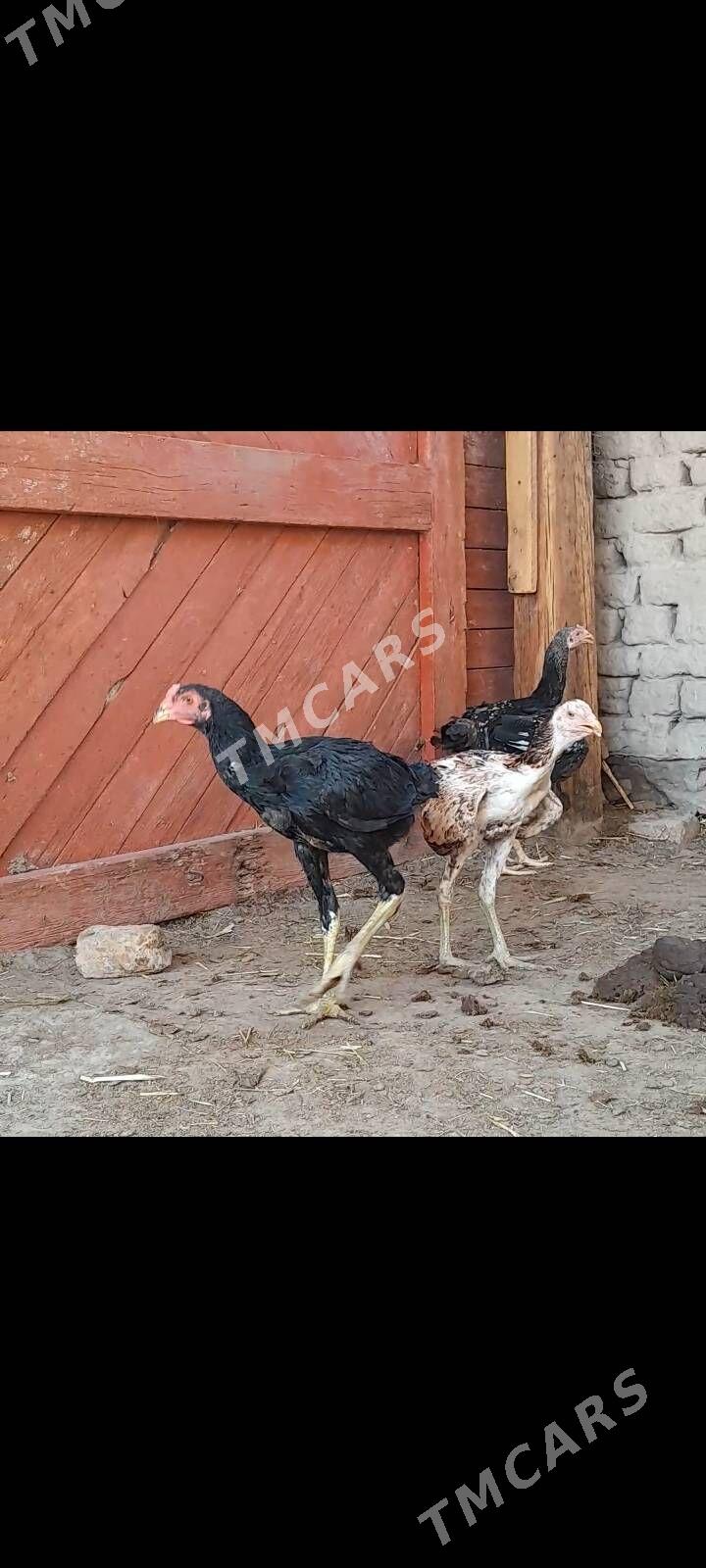 paroda juje - Daşoguz - img 3