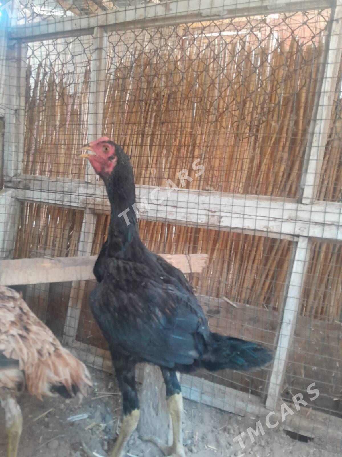 paroda juje - Daşoguz - img 2