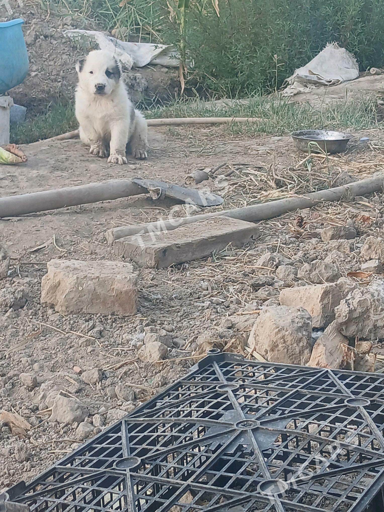 Türkmen albaý - Мары - img 2