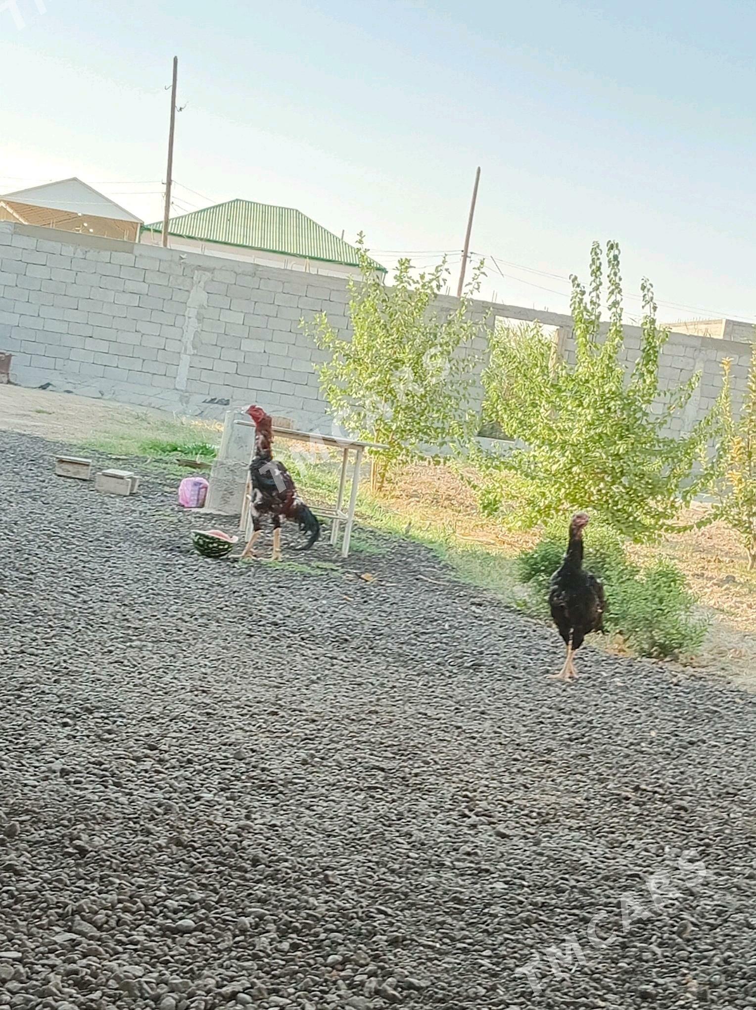 Taşkent - Анев - img 5