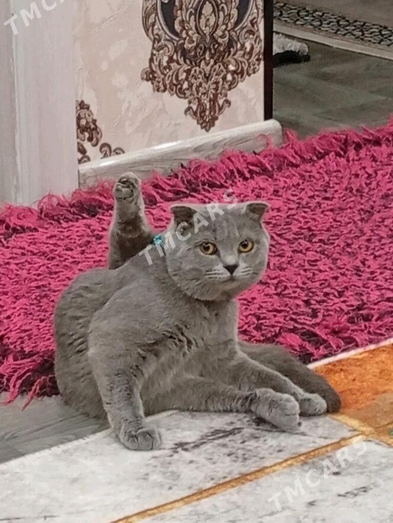Вислоухий Кот - Туркменабат - img 2