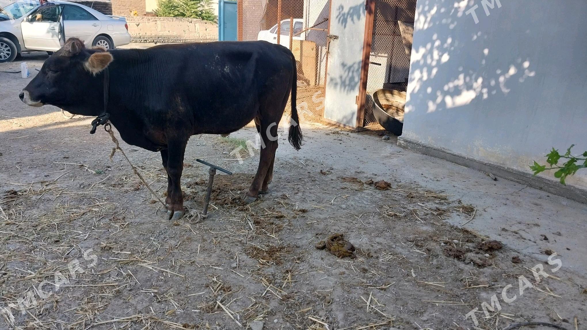 şwes okuz - Bäherden - img 3