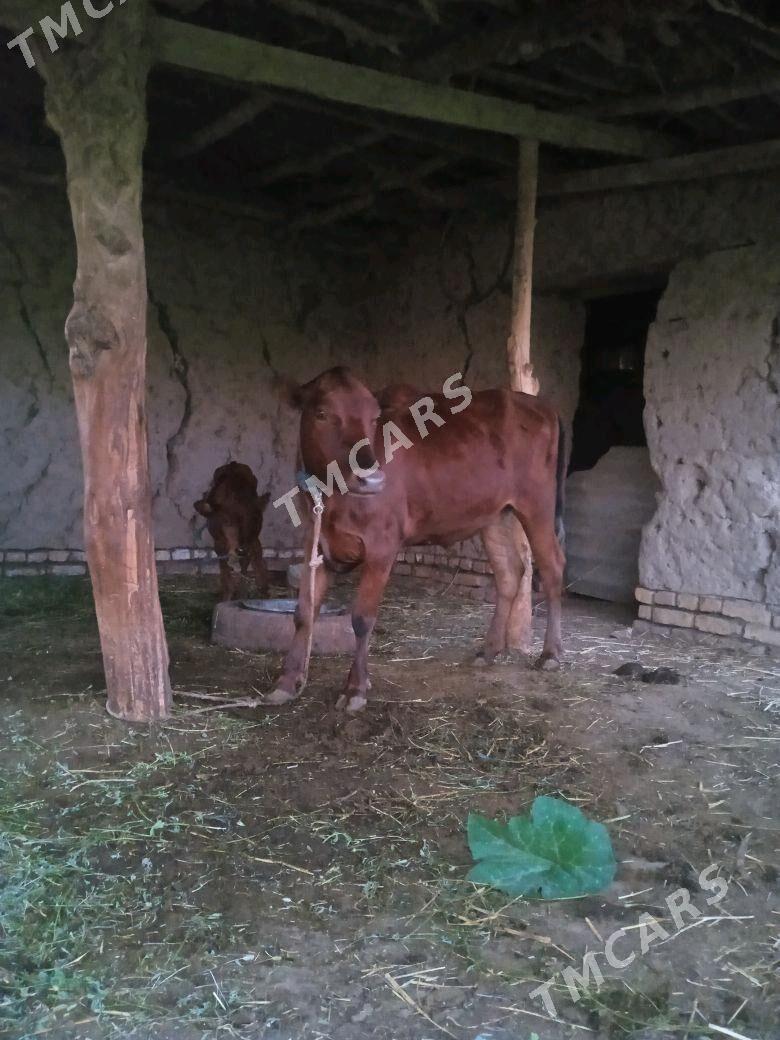 gacar - Görogly (Tagta) - img 2