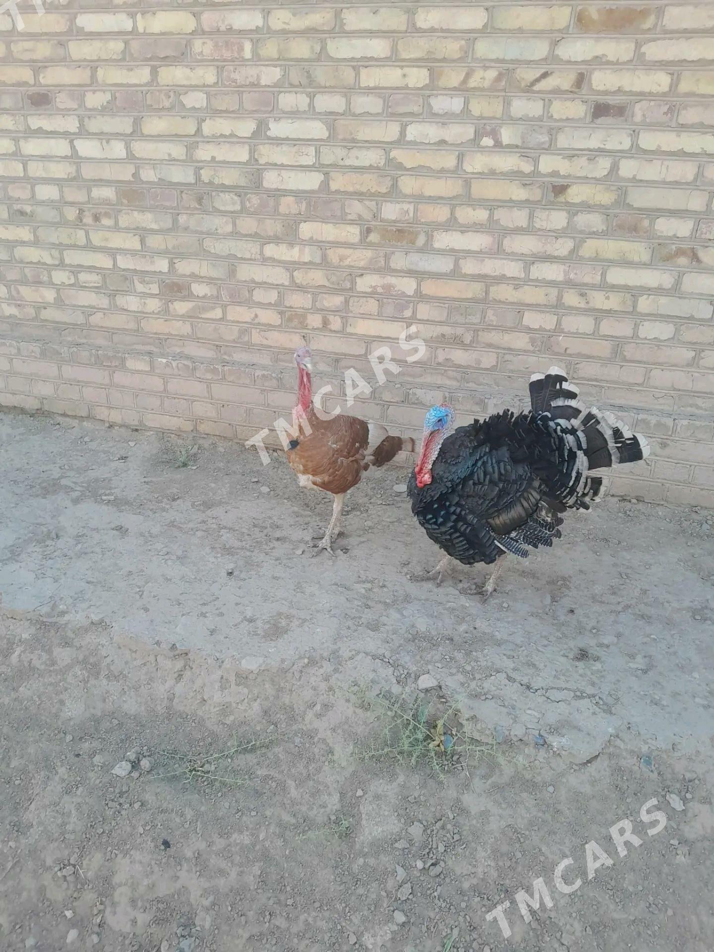 erkek induk - Wekilbazar - img 1