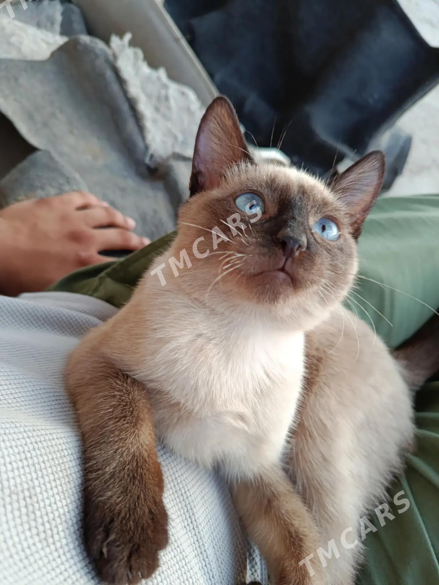 pisik - Daşoguz - img 2