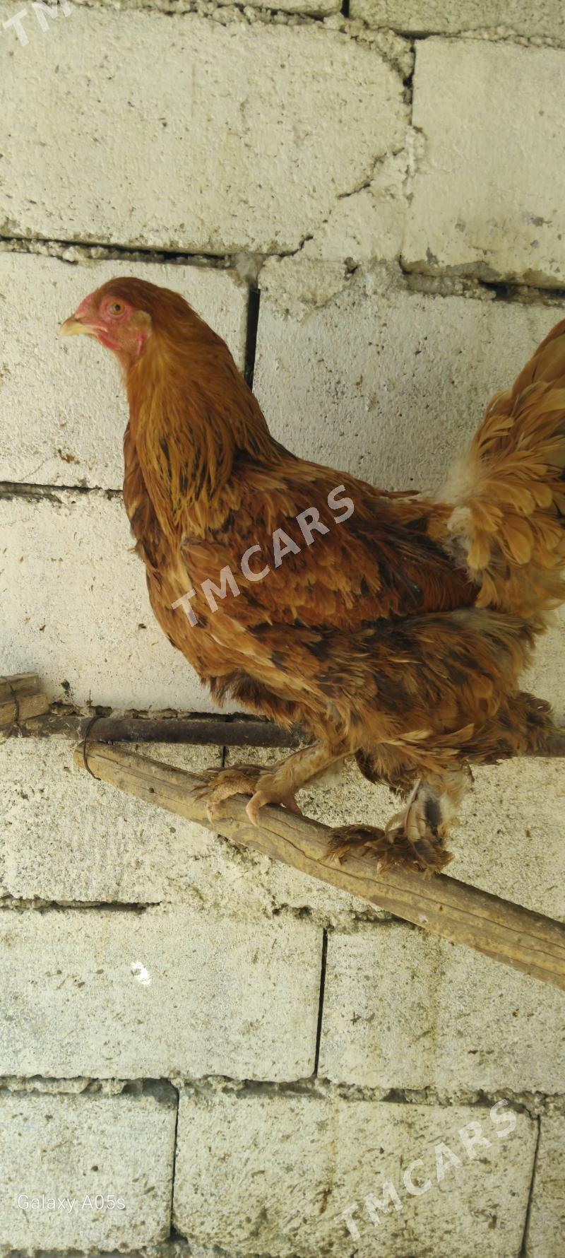 towuk - Çoganly - img 2