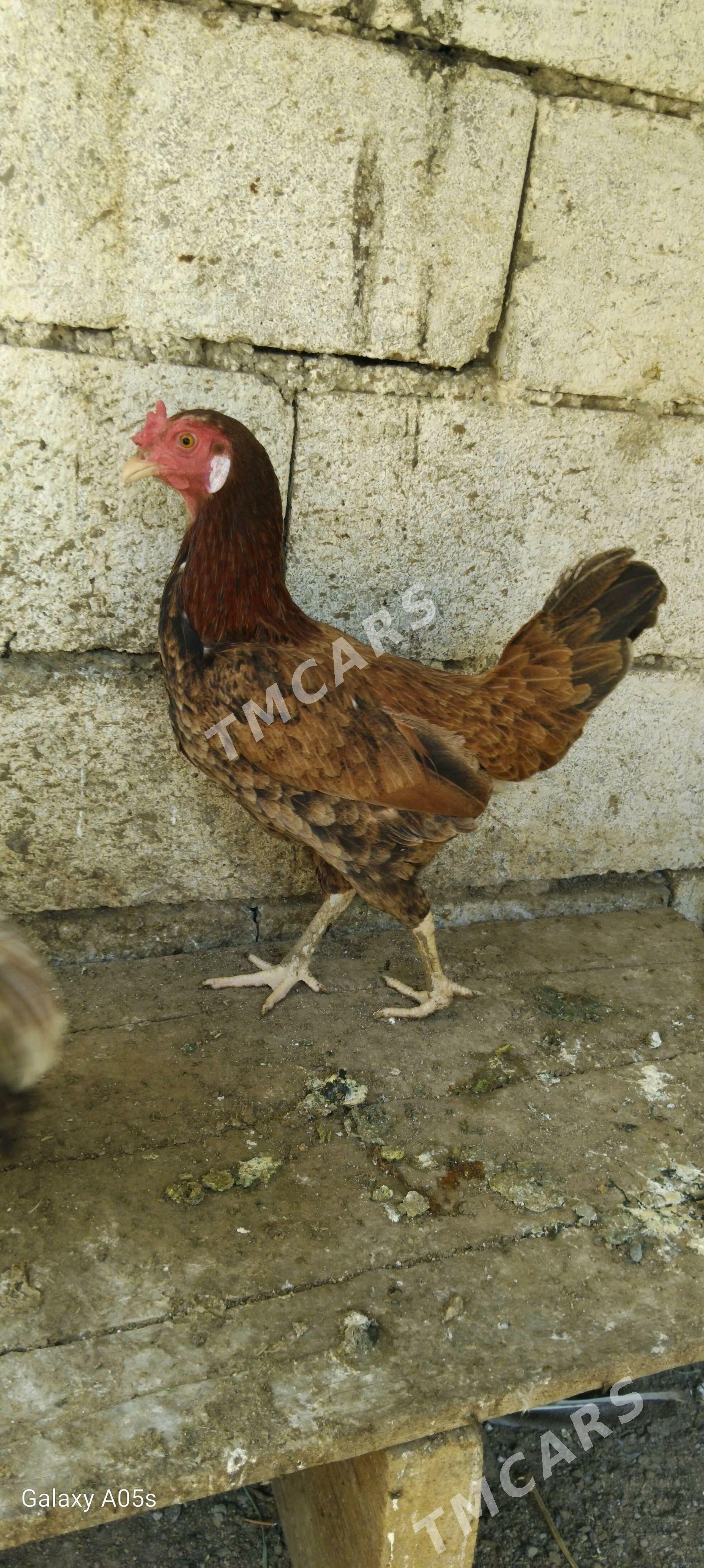 towuk - Çoganly - img 3