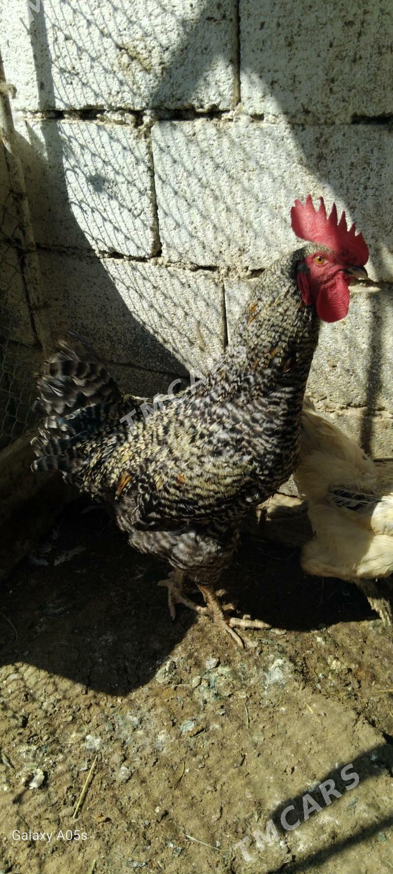 towuk - Çoganly - img 4