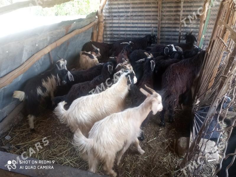 Geçiler ve Goýunlar - Türkmenabat - img 4