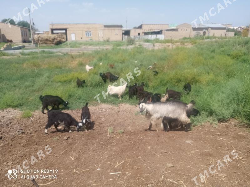 Geçiler ve Goýunlar - Türkmenabat - img 3