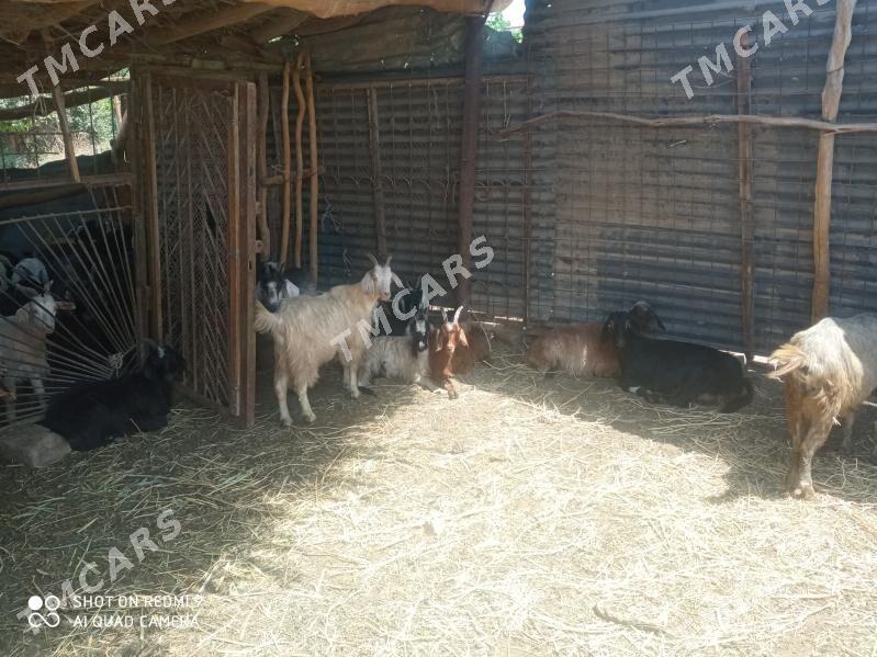 Geçiler ve Goýunlar - Türkmenabat - img 2