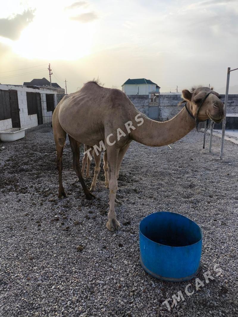 Köşekli düýe - Balkanabat - img 2