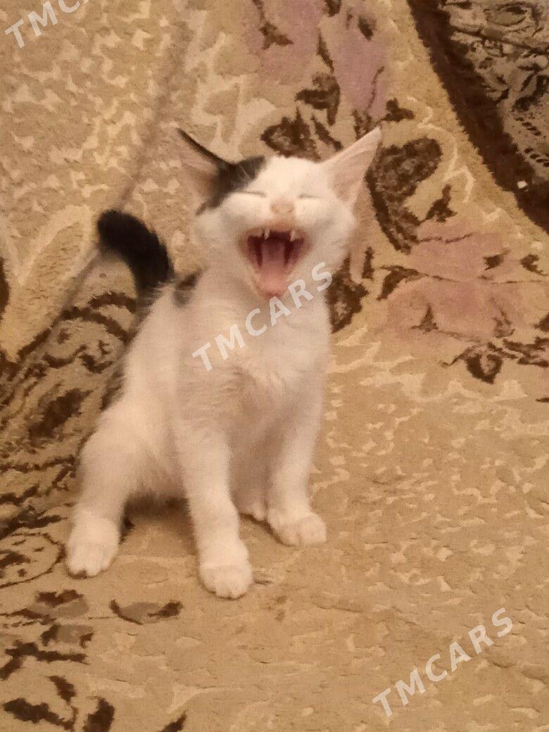 котенок - Türkmenabat - img 2
