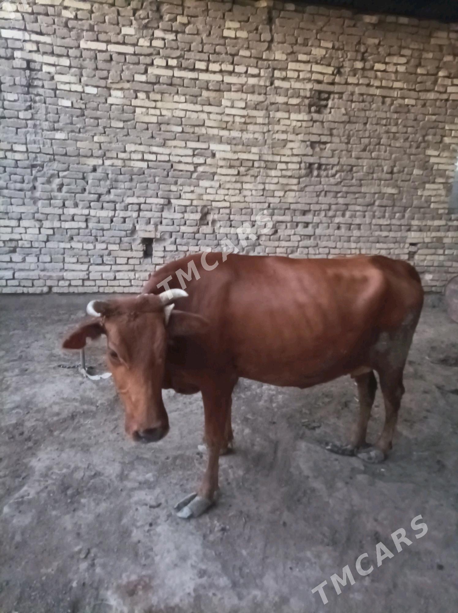 Goleli sygyr - Wekilbazar - img 3
