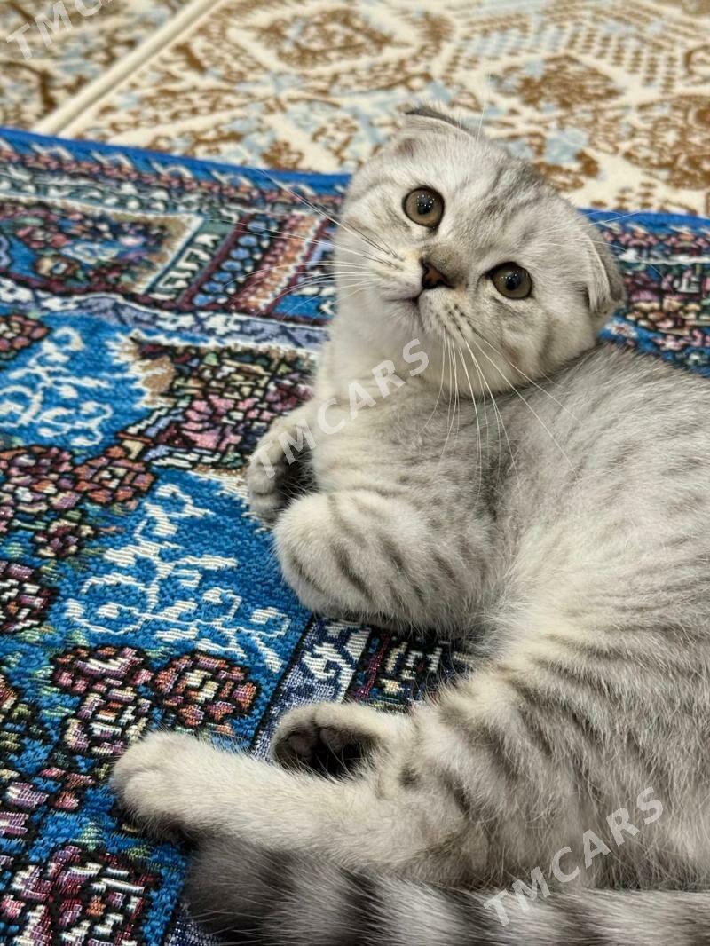 Sotlandiski pişik - Podwoýski köç. (Bitarap Türkmenistan şaýoly) - img 3
