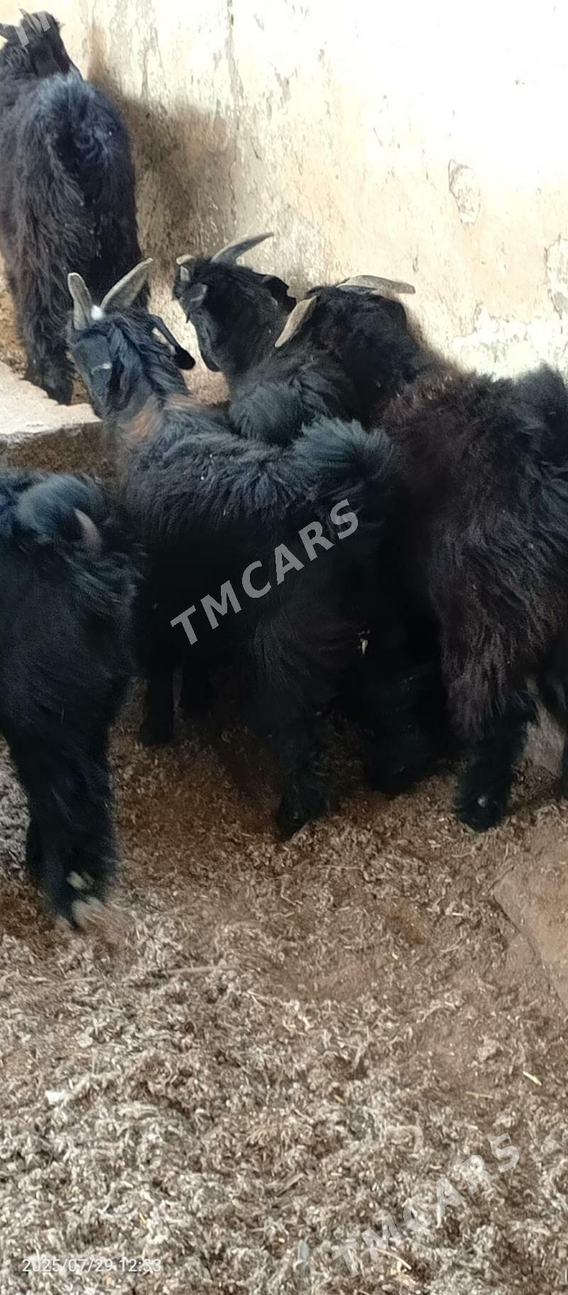 Akisýa  .Çebişler - Garadamak - img 2