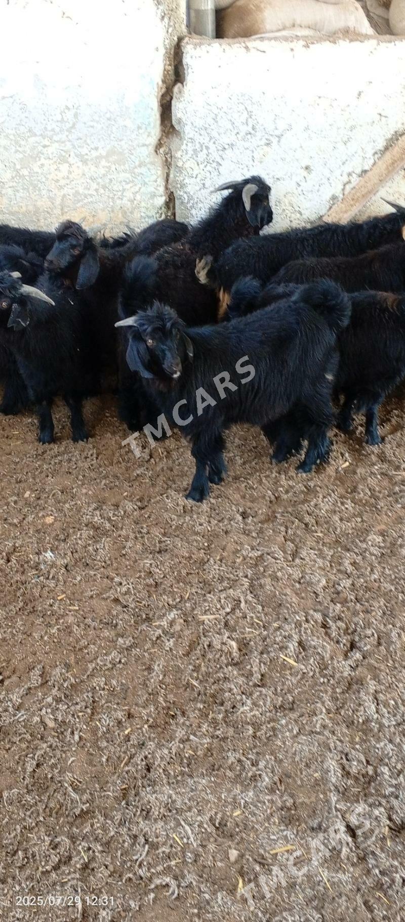 Akisýa  .Çebişler - Garadamak - img 3