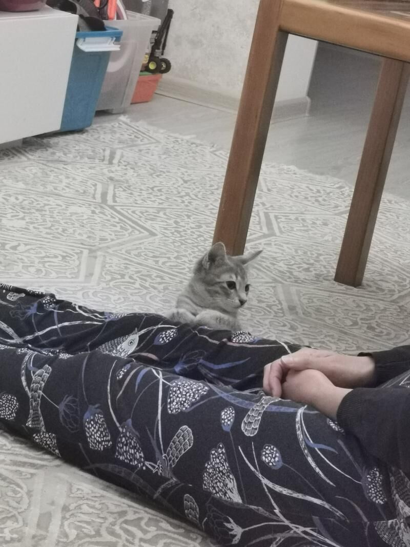Кошка - Ашхабад - img 5
