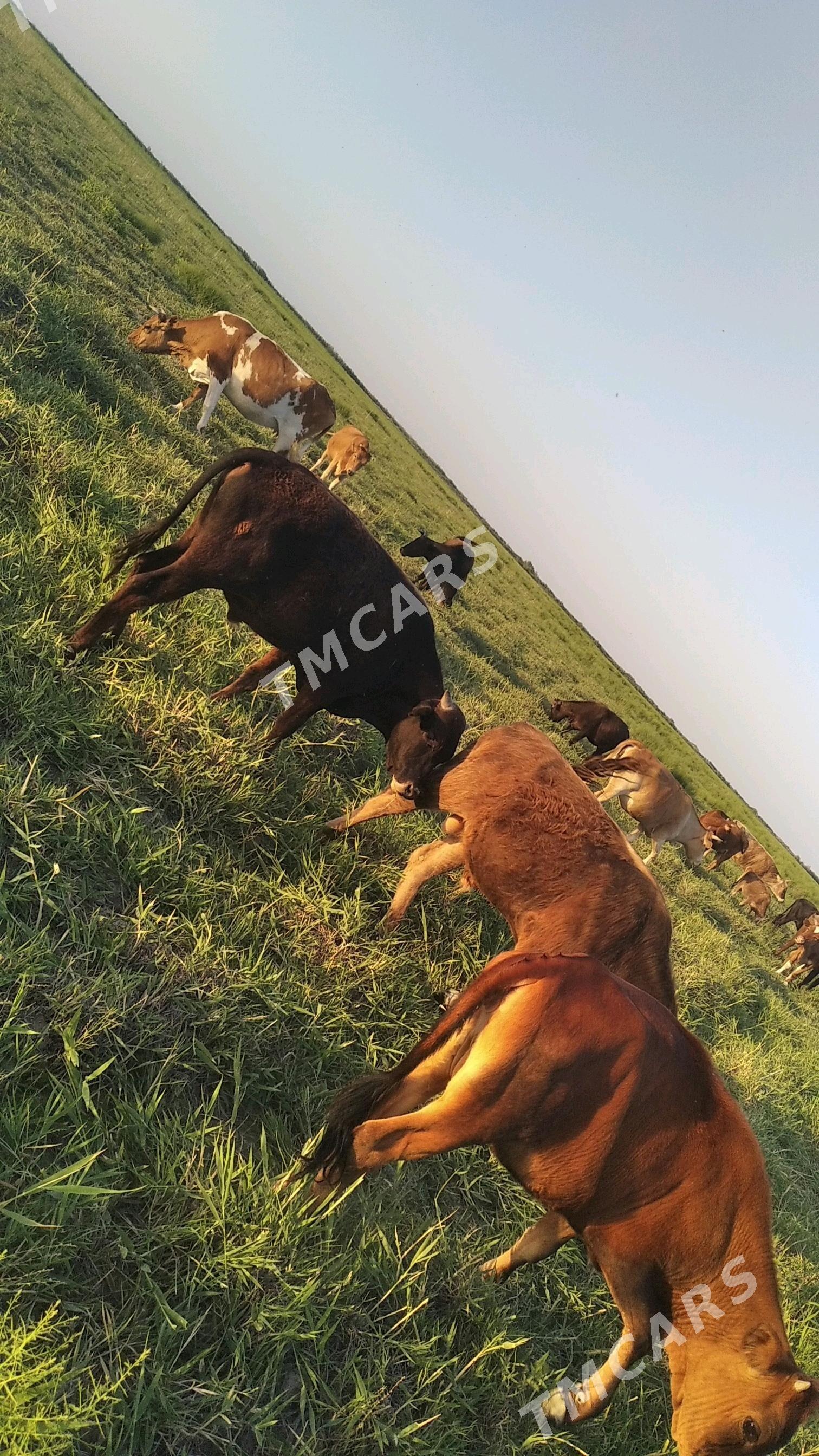 öküz we sygyr - Берекет - img 2