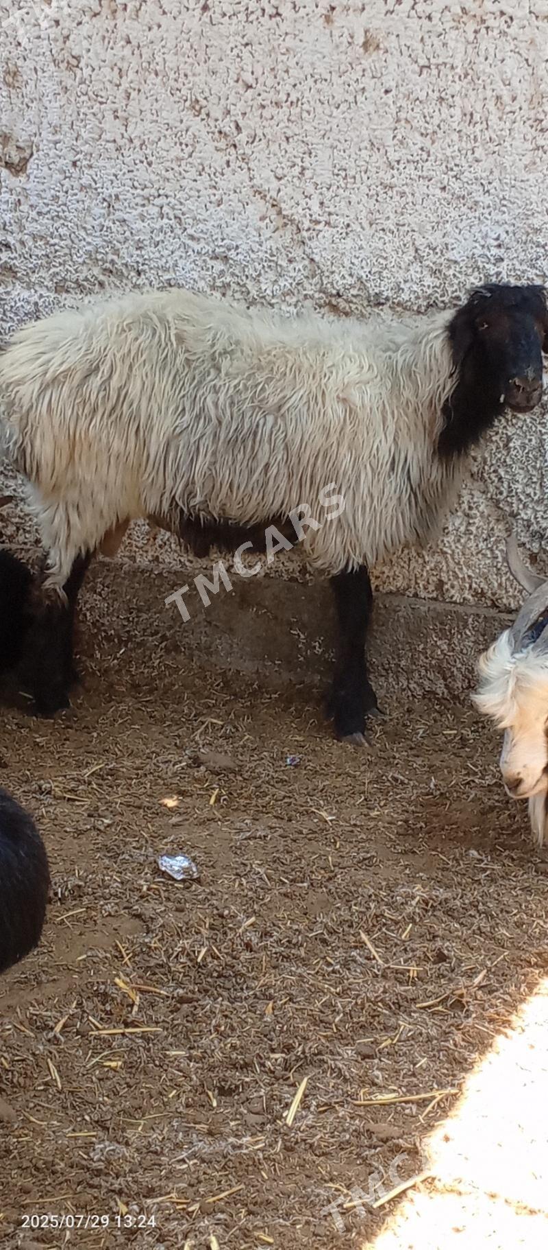 goç tohum - Çoganly - img 2