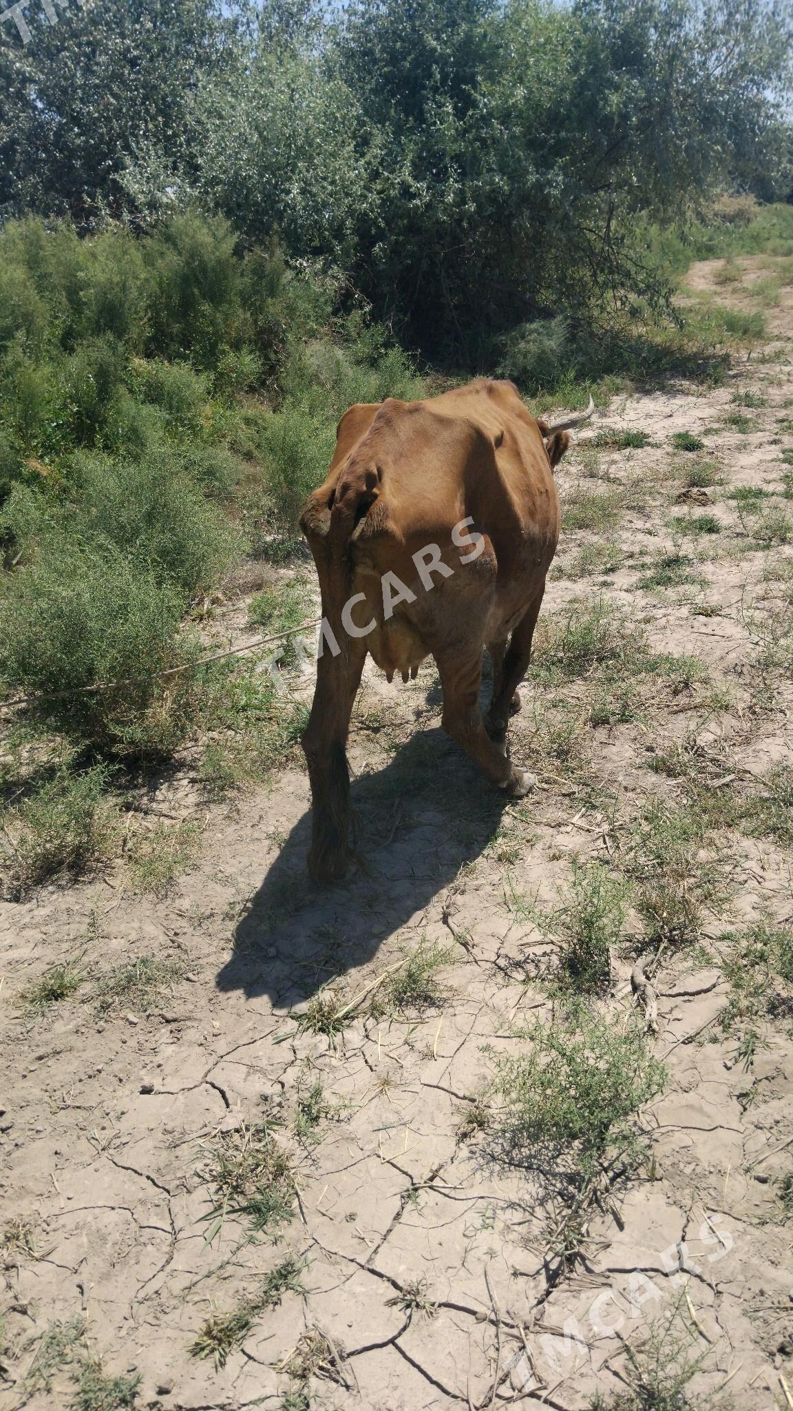 tanaly sygyr - Türkmenbaşy etr. - img 2
