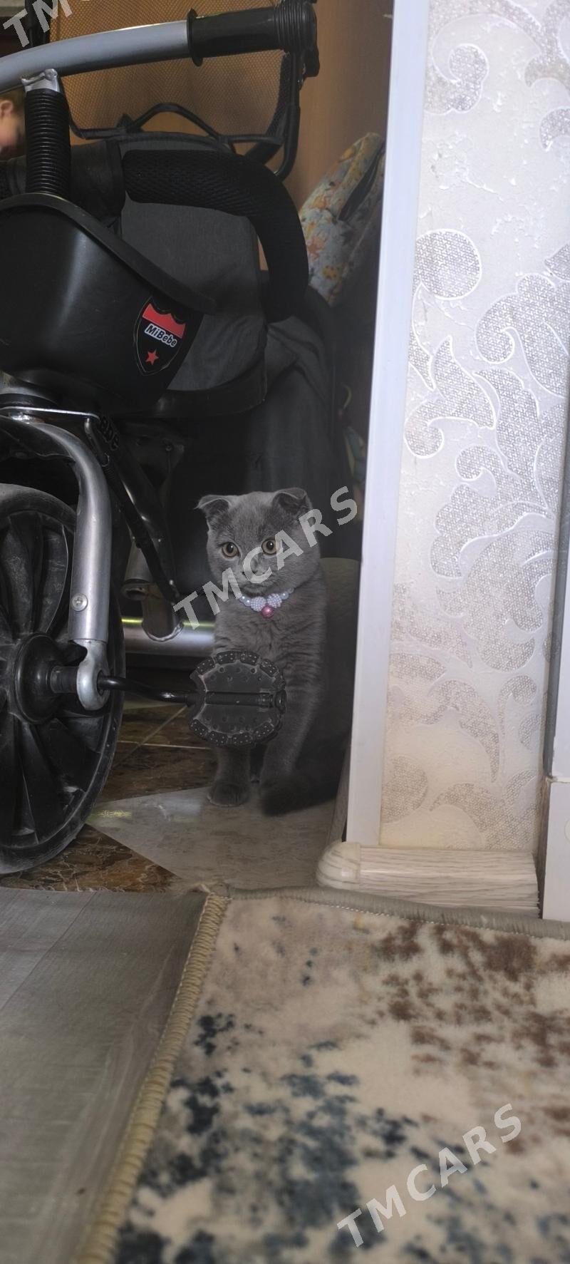котёнок вислоухий Девочка - Türkmenbaşy - img 2