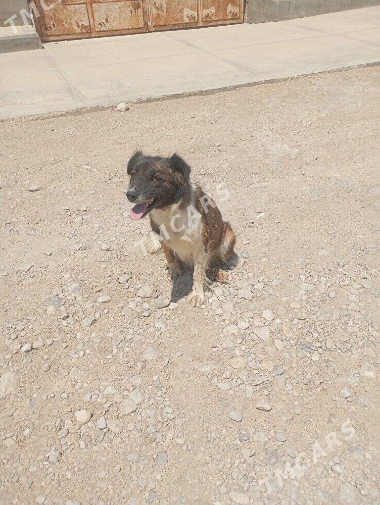 Gujikler - Balkanabat - img 2