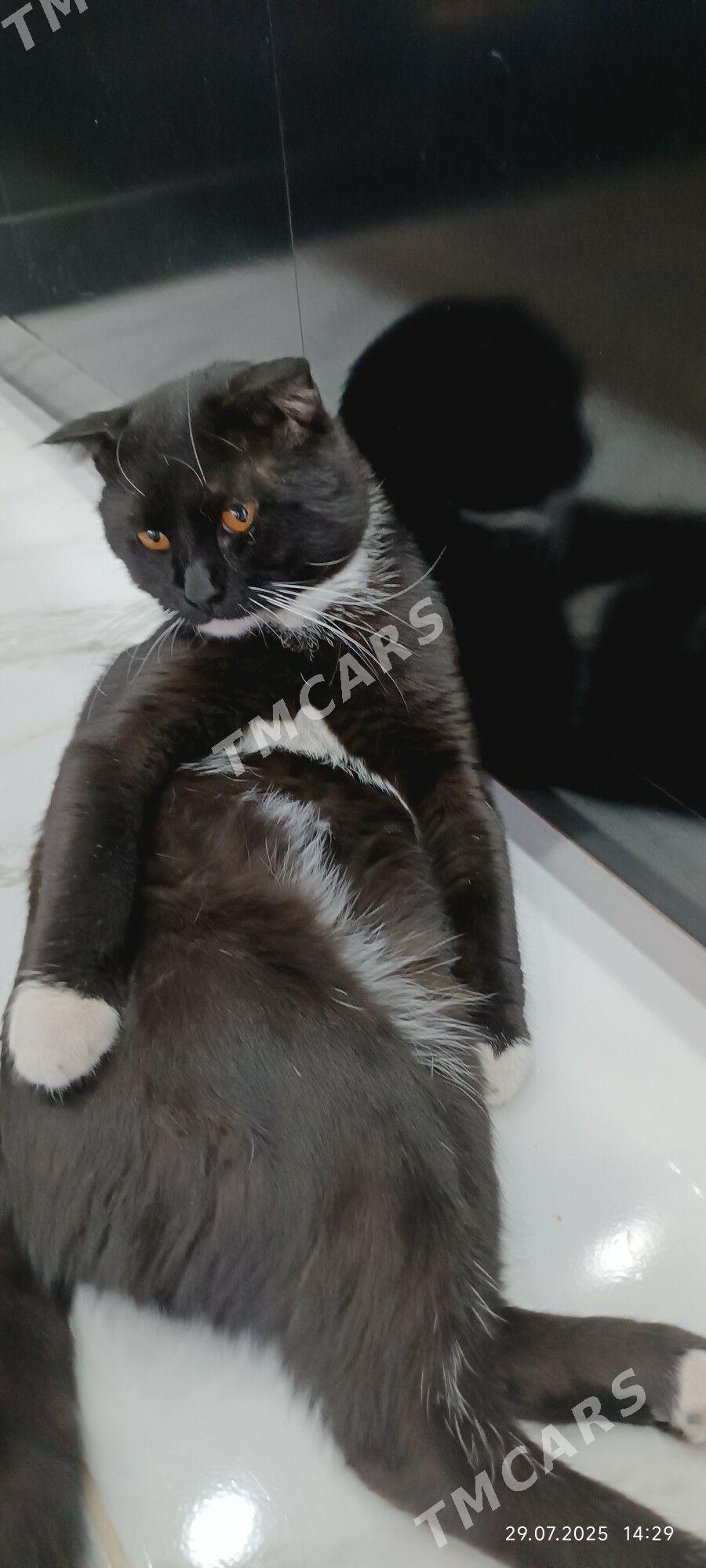 кот британец - Türkmenabat - img 2