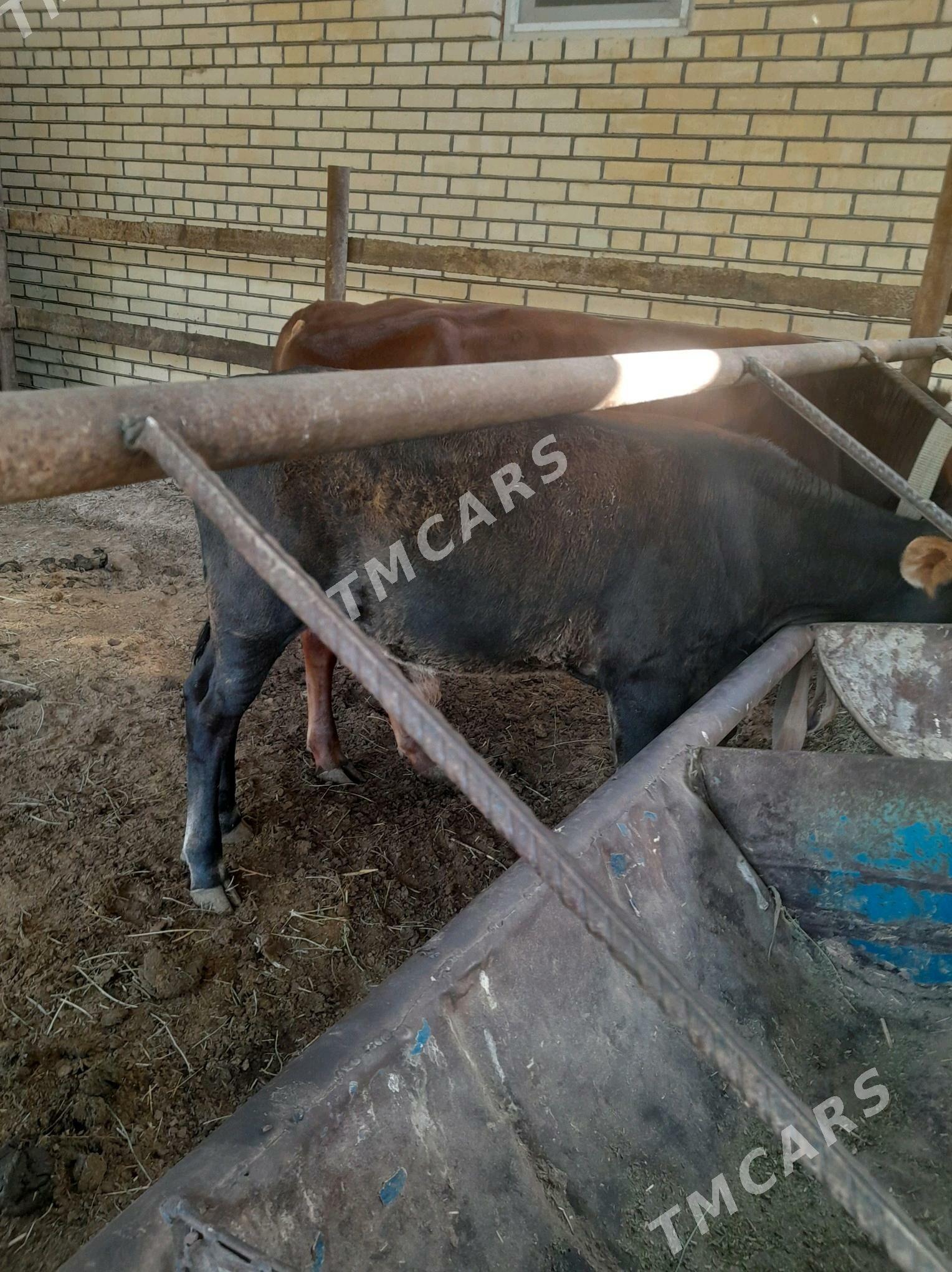 Okuzçe - Sakarçäge - img 2