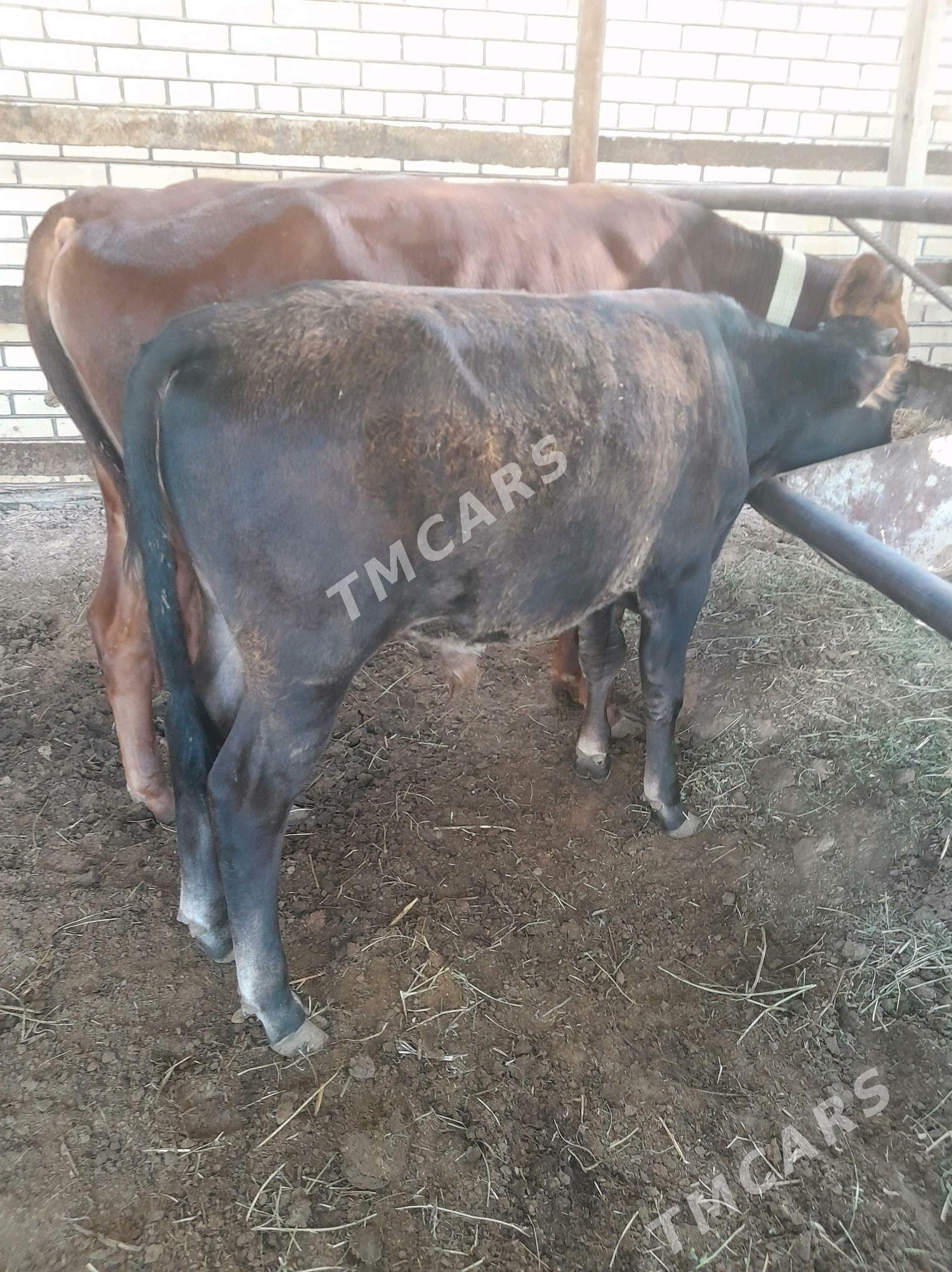 Okuzçe - Sakarçäge - img 3