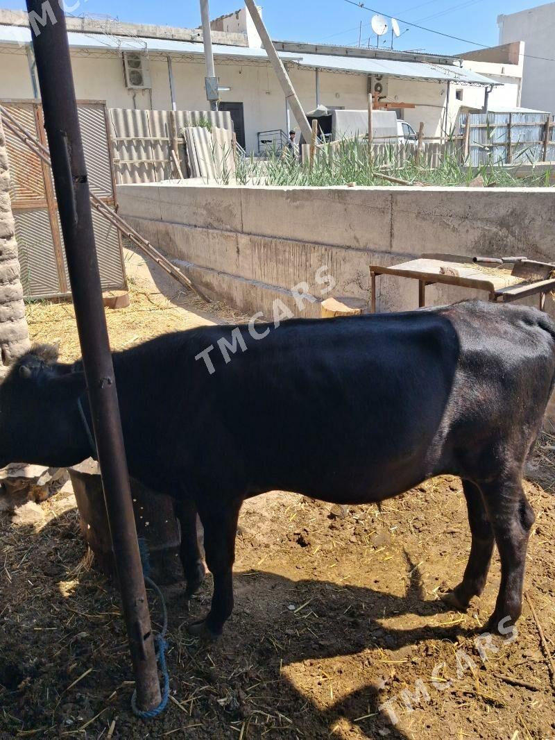 okuzçe - Türkmenabat - img 2