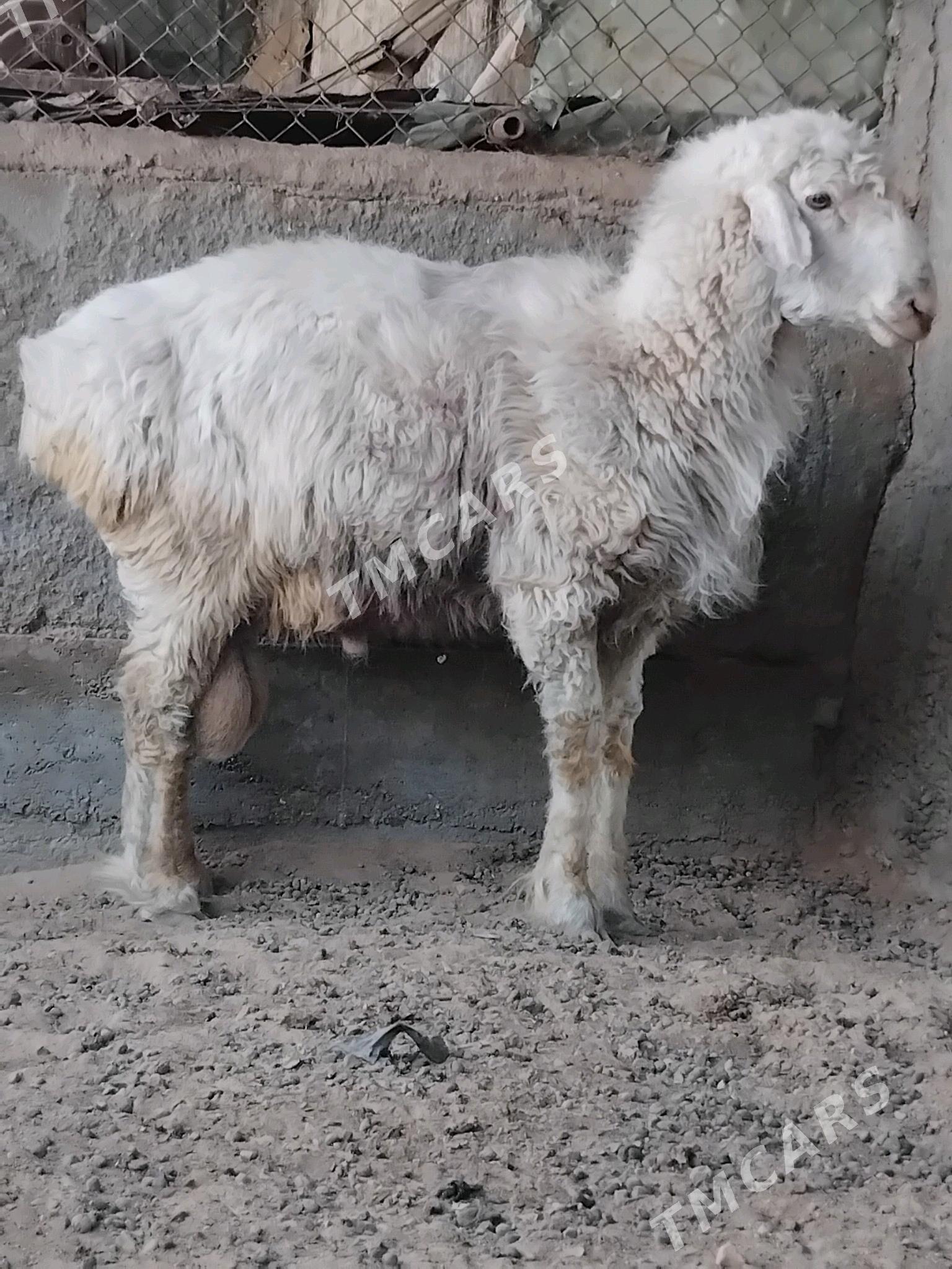 goç - Бузмеин - img 2