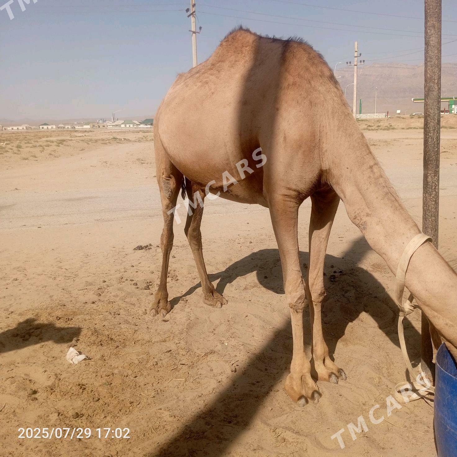 duye - Jebel - img 2