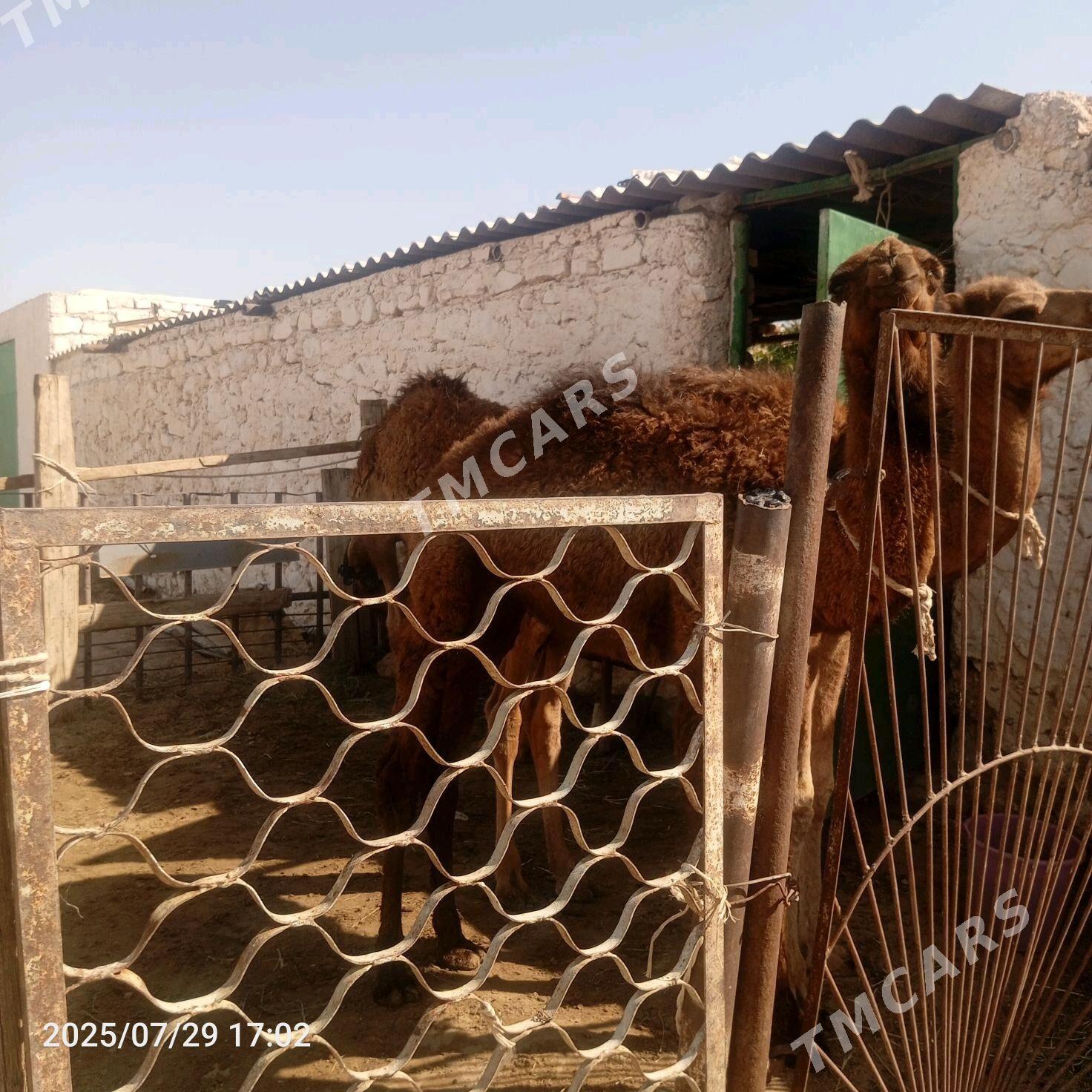 duye - Jebel - img 3