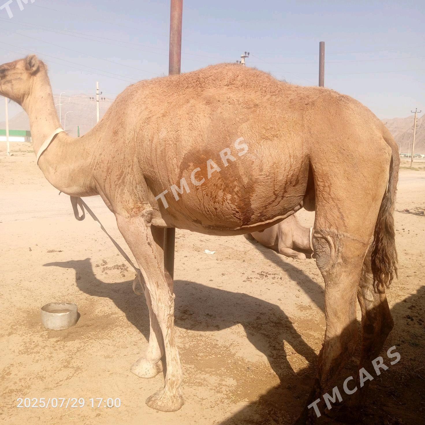 duye - Jebel - img 4