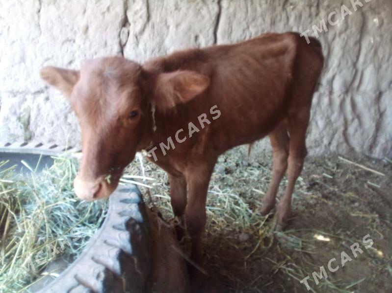 öküzçe - Çärjew - img 2