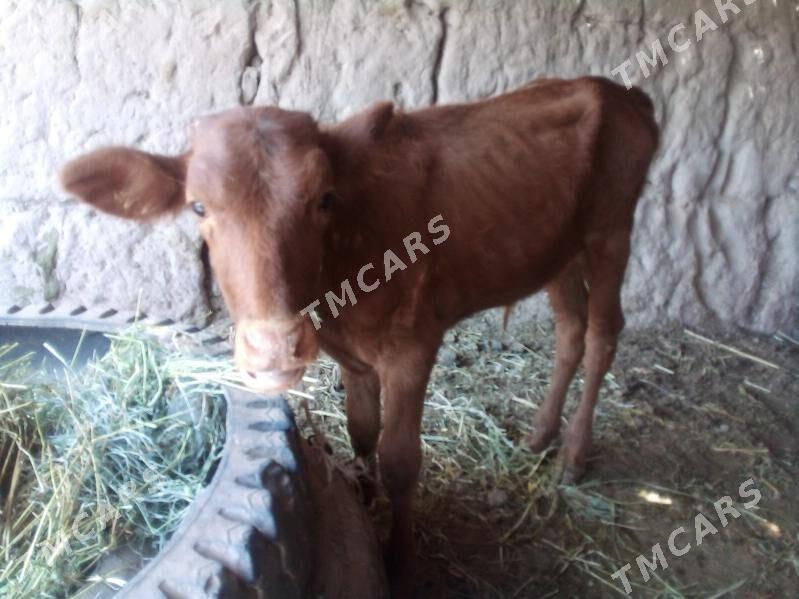 öküzçe - Çärjew - img 3