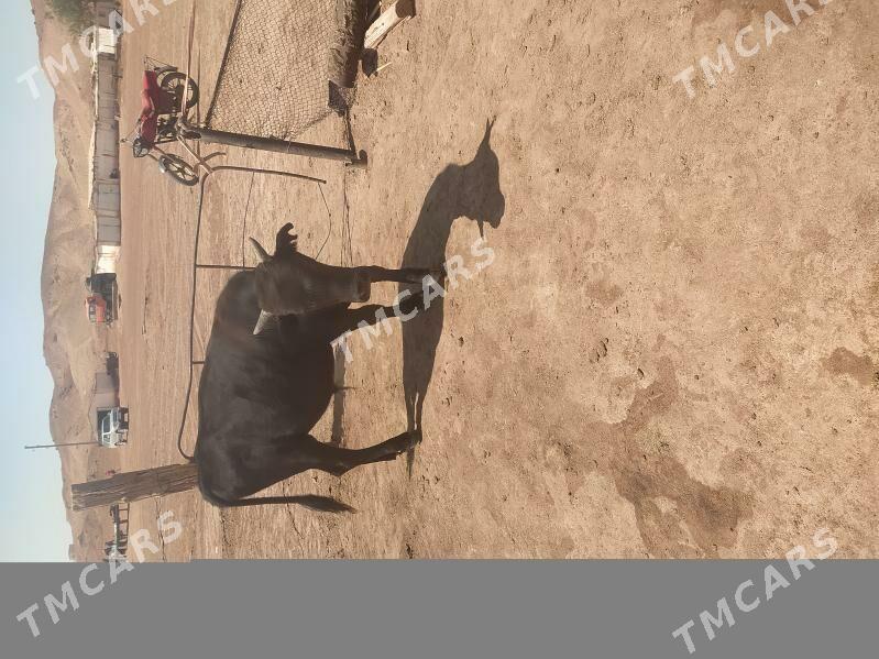 Öküz - Türkmenbaşy - img 2