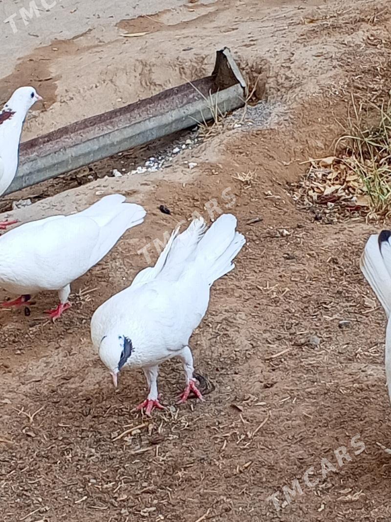 kepderi - Aşgabat - img 3