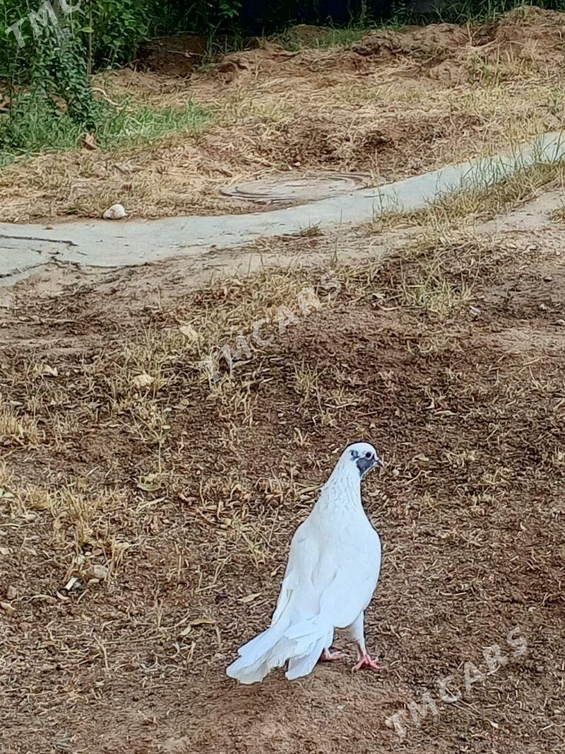 kepderi - Aşgabat - img 2