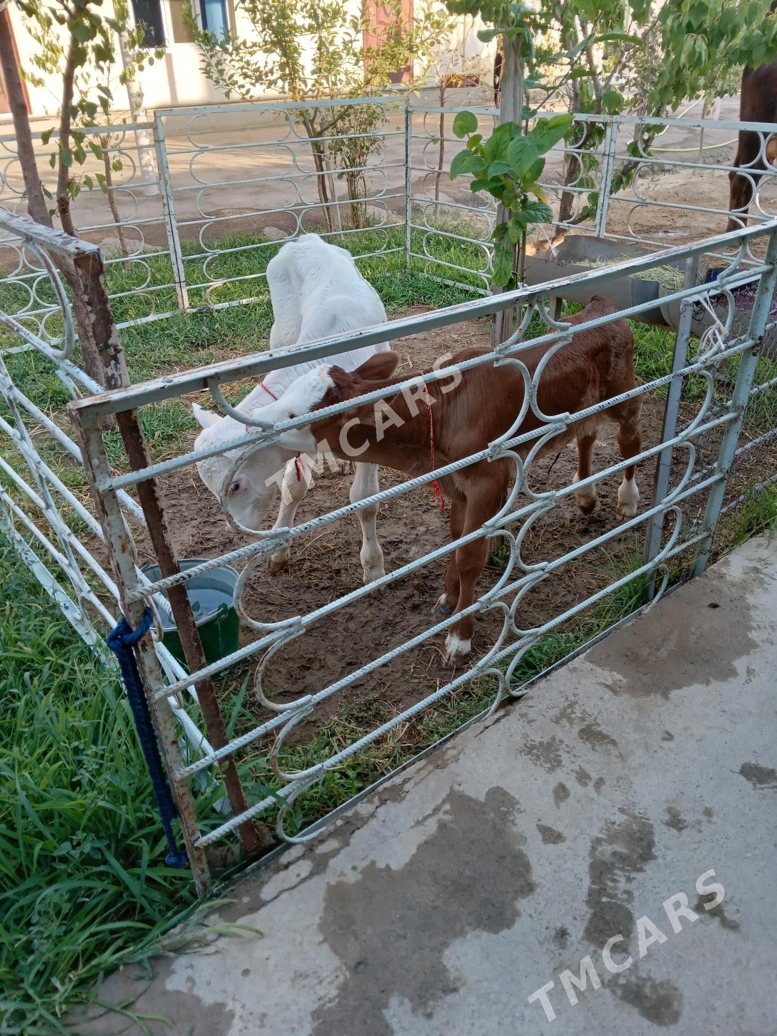 okuz - Aşgabat - img 2