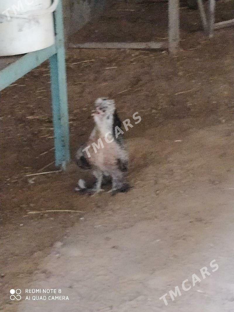 karlik - Aşgabat - img 2