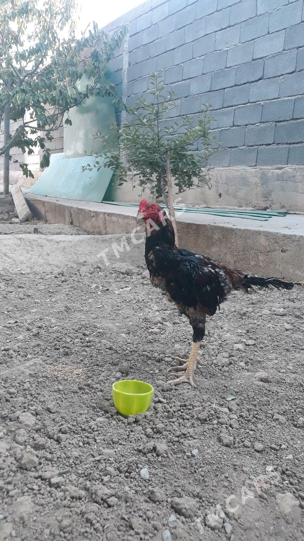 Taşkent horaz - Änew - img 2