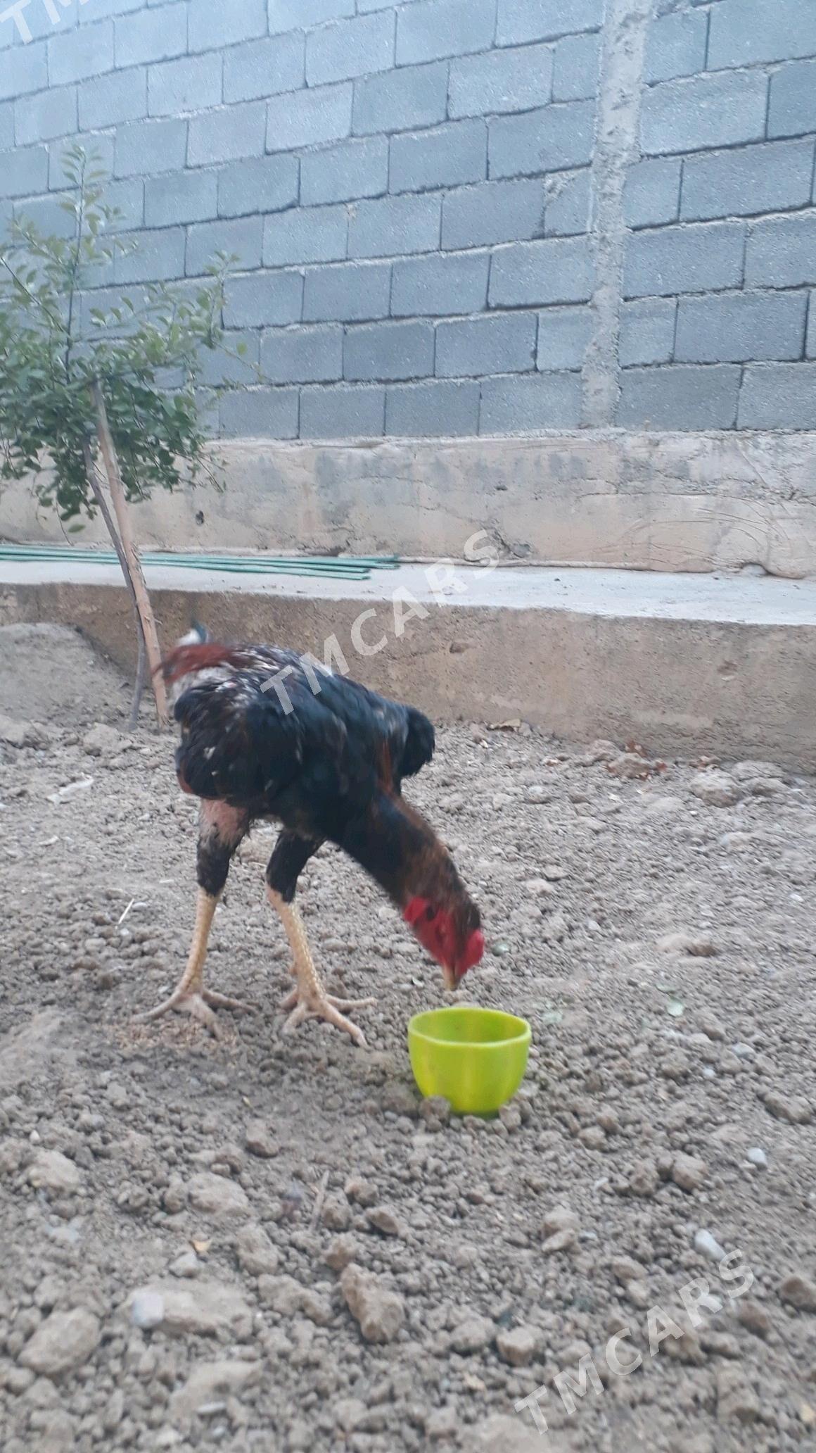 Taşkent horaz - Änew - img 3