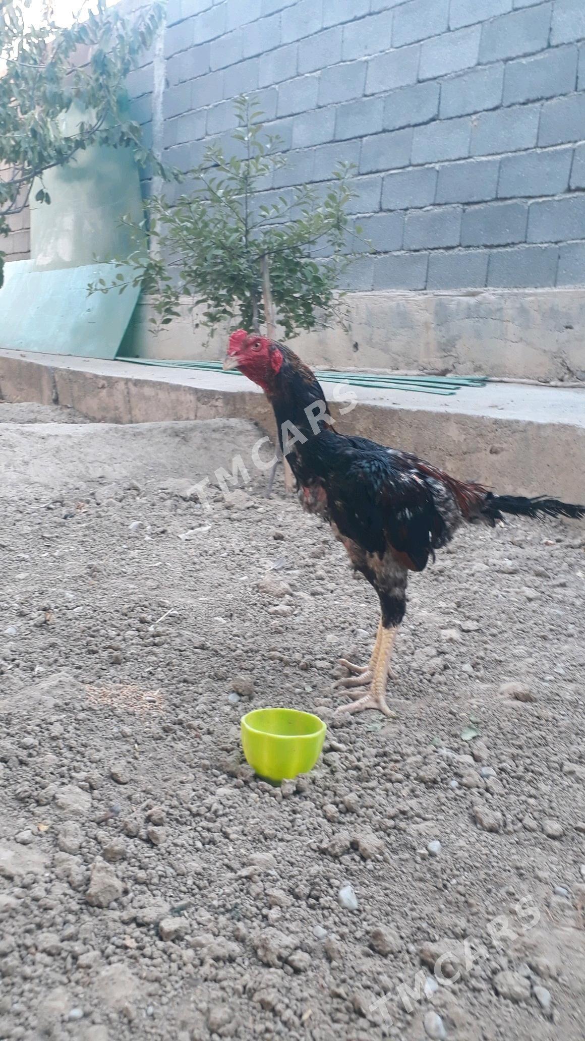 Taşkent horaz - Änew - img 5