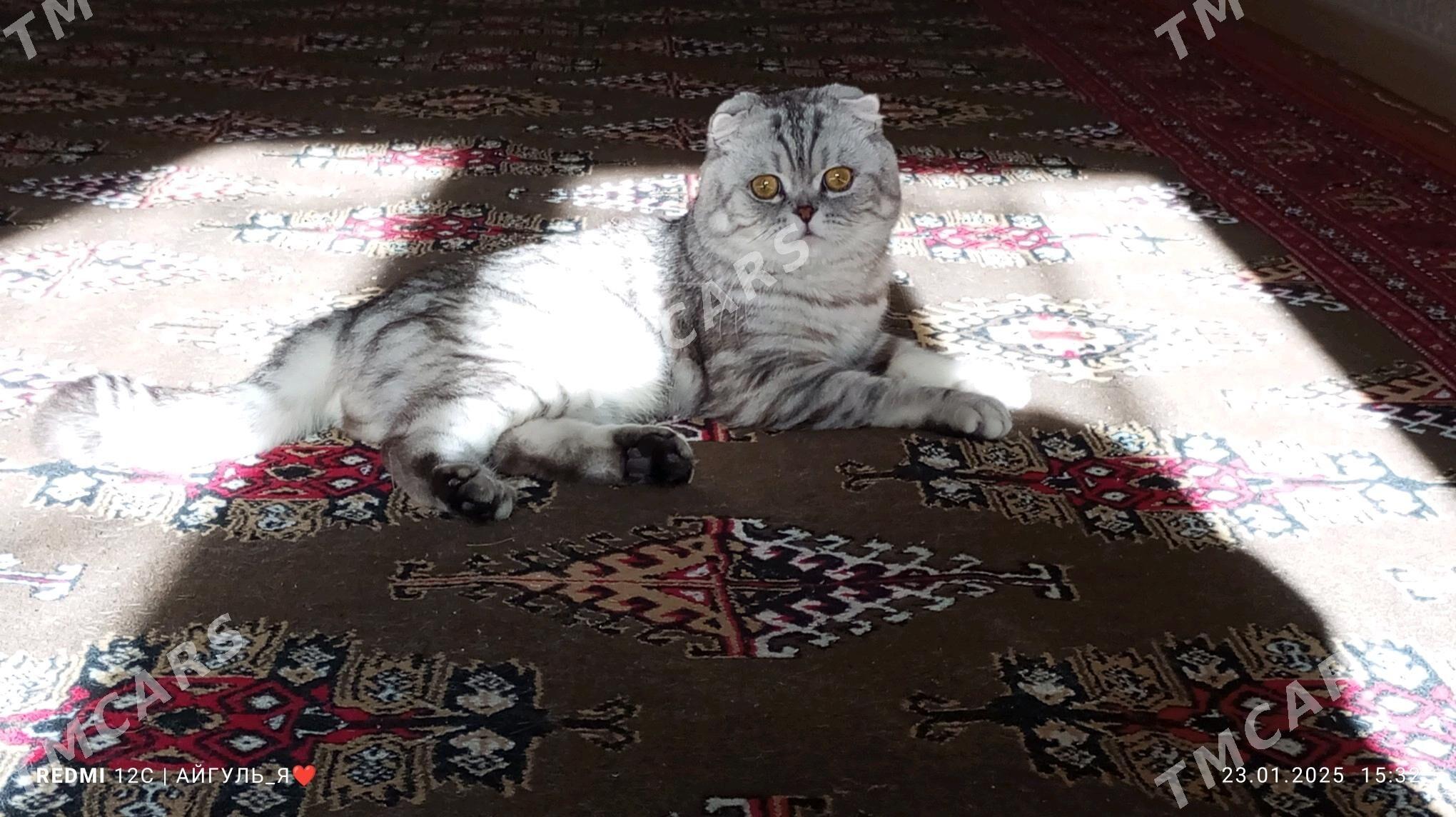 КОТ - Türkmenabat - img 2