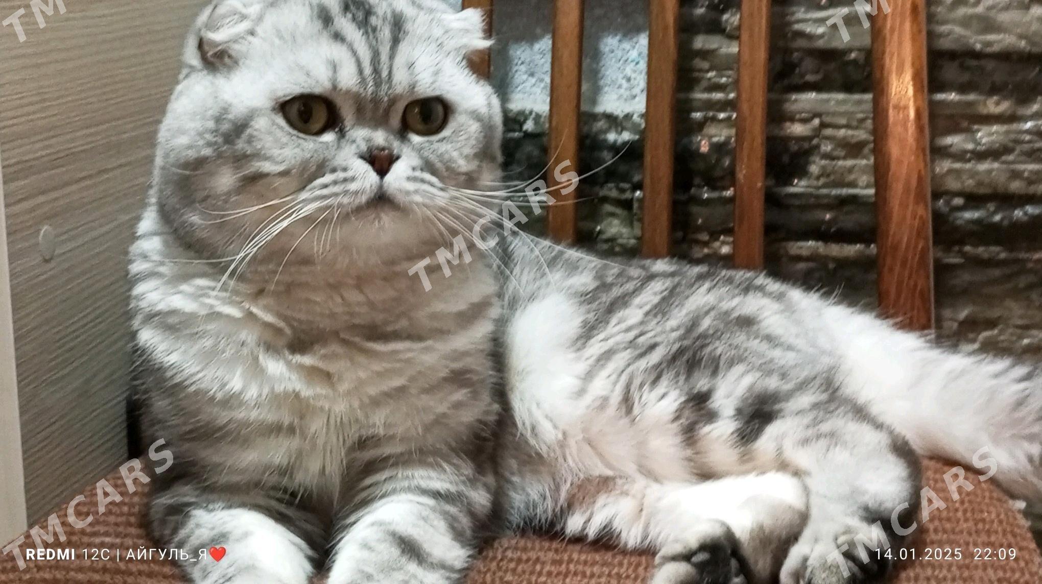 КОТ - Türkmenabat - img 3