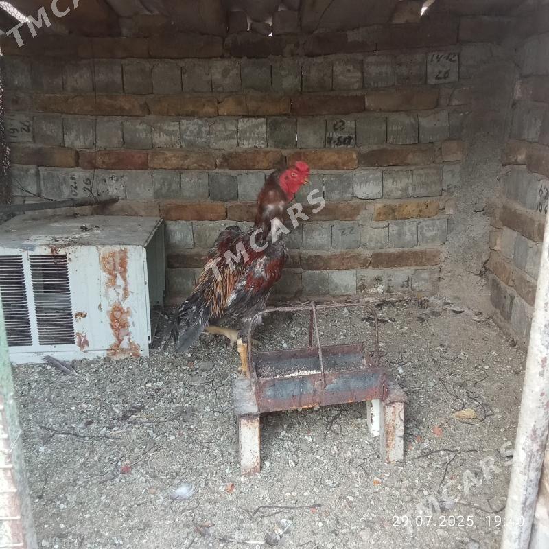 Taşkent - Büzmeýin - img 2