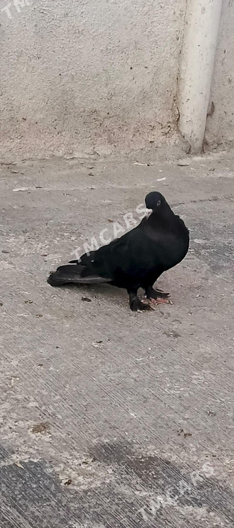 kepderi - Hitrowka - img 3