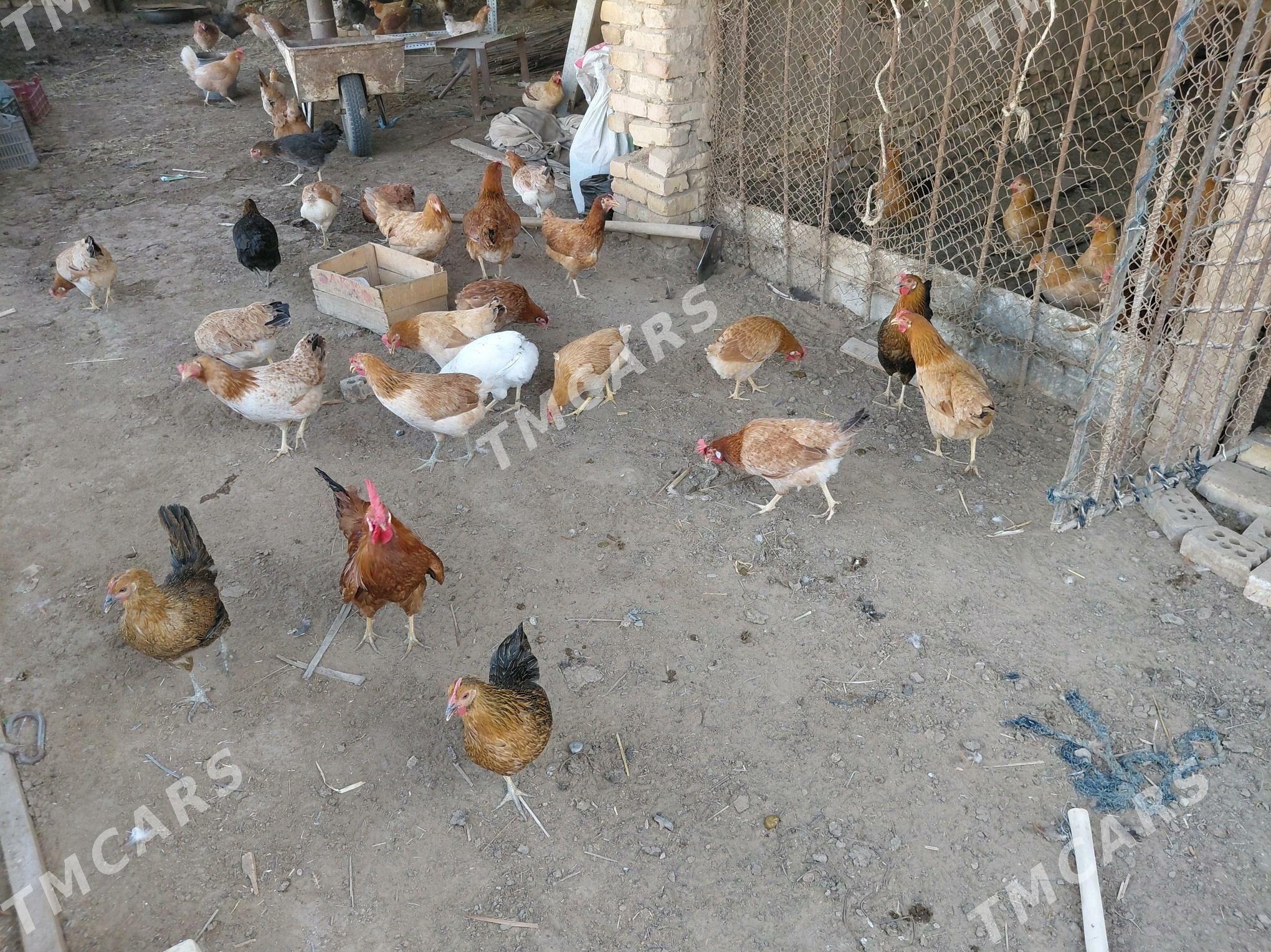 Towuk [Obmen ️] - Wekilbazar - img 2